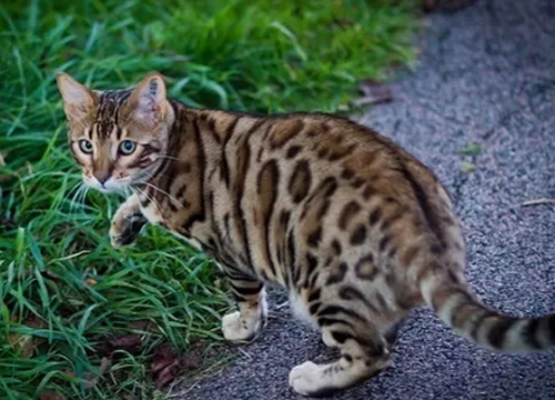 豹猫最新
