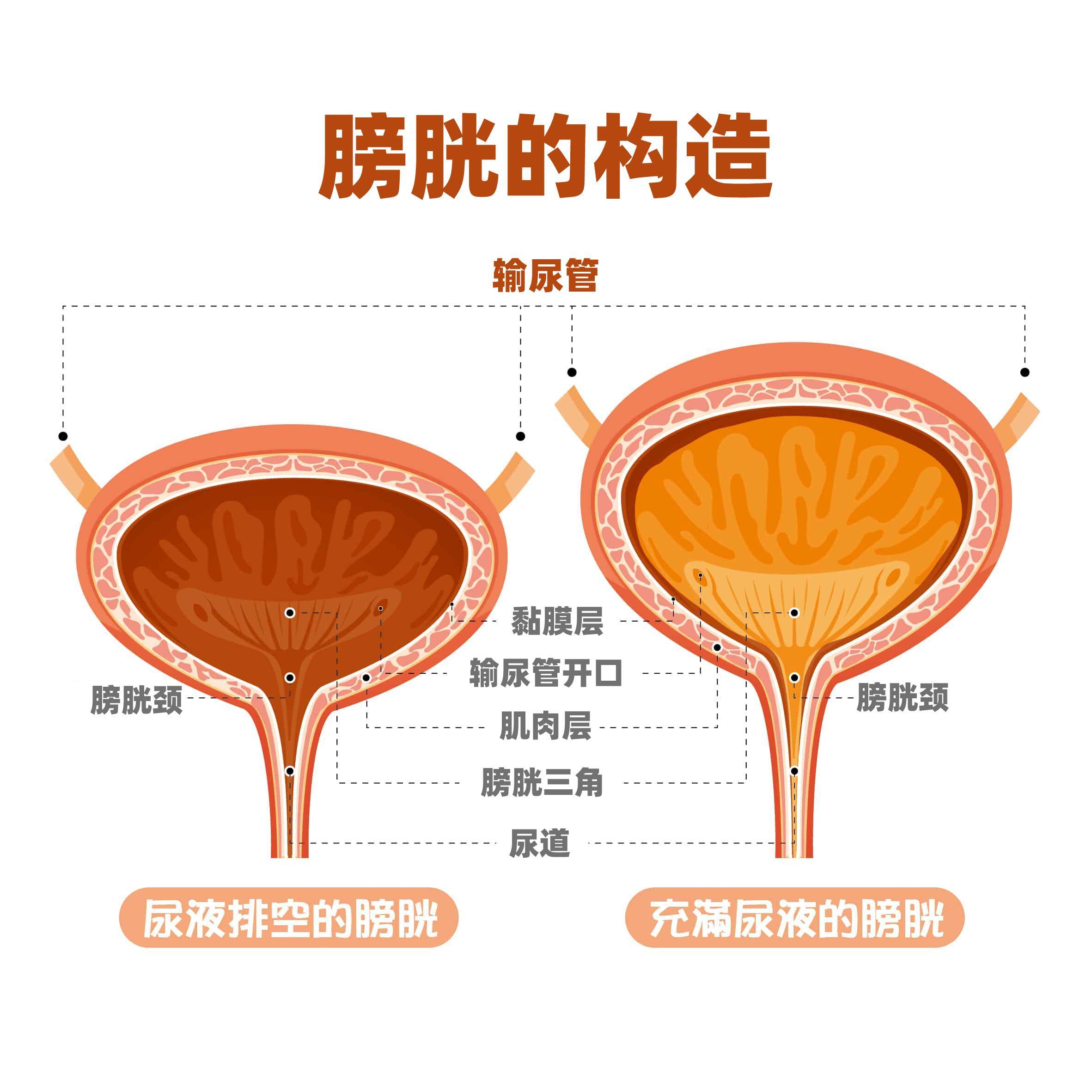 最新膀胱